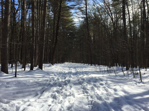A snowy landscape with a trail leading through bare trees